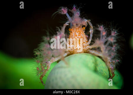 Dekorateur crab während einer Nacht tauchen Sie im Komodo National Park, sitzt auf einem grünen Salat Korallen aus, die Korallen auf dem Körper platziert werden Stockfoto