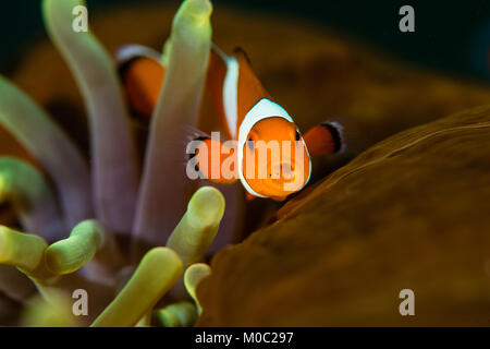 Ein falscher Clownfisch Amphiprion ocellaris, Nemo, mit einer Zunge - Essen der Parasiten in den Mund. In der Mund kann es zwei Augen des Parasiten. Stockfoto