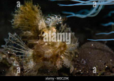 Die verunkrautung Drachenköpfe Rinhopia frondosa auf der Seite einer Anemone in Sangeang Vulkan, Sumbawa, Indonesien ruhen Stockfoto