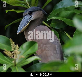 Costa Rica Vogelwelt Stockfoto