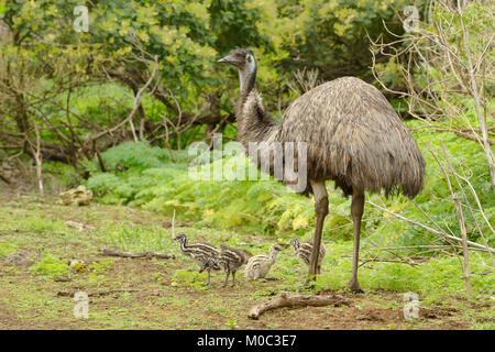 Emu Dromaius novaehollandiae Männlich mit Küken fotografiert in Victoria, Australien Stockfoto