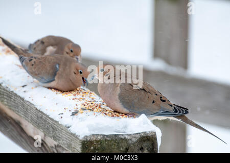 Taube im Winter Schnee essen Vogelfutter thront. Stockfoto