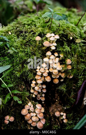 Ein Cluster von fliegenpilzen Aus einer verfallenden Baumstumpf, Sussex, England, UK. Stockfoto