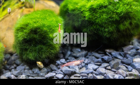 Eine Makroaufnahme eines Red Cherry Garnelen. Stockfoto