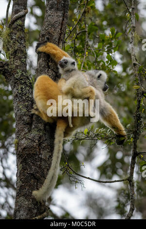 Diademed Sifaka - Propithecus diadema, Ostküste Regenwald, Madagaskar. Bedrohten Lemuren von Madagaskar Regenwald. Cute Primas Stockfoto