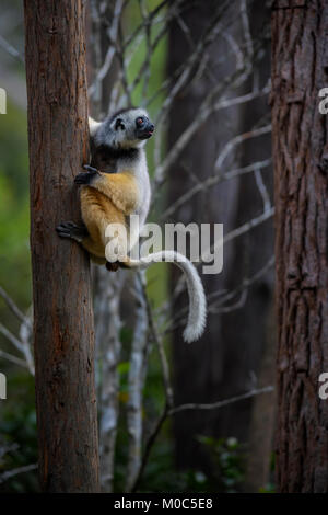 Diademed Sifaka - Propithecus diadema, Ostküste Regenwald, Madagaskar. Bedrohten Lemuren von Madagaskar Regenwald. Cute Primas Stockfoto