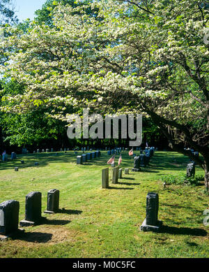 Mai 1982, Friedhof, Grabsteine, amerikanische Flaggen, blühende Hartriegel Bäume, Frühling, Long Island, New York, NY, USA, Stockfoto