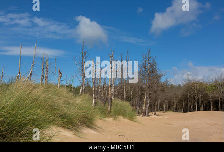 Abisolierten Bäume aus Wales am Sandstrand Stockfoto