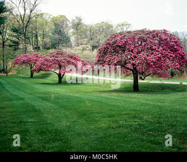 Mai 1982, blühende Hartriegel Bäume, Park, Frühling, Long Island, New York, NY, USA, Stockfoto