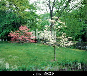 Mai 1982, blühende Hartriegel Bäume, Park, Frühling, Long Island, New York, NY, USA, Stockfoto