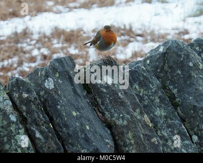 Europäische Robin thront auf einem trockenen Steinmauer, Whinlatter Pass, Lake District National Park, Cumbria, Vereinigtes Königreich Stockfoto