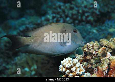 Gestreift Doktorfische (Ctenochaetus striatus) unter Wasser in den tropischen Gewässern des Indischen Ozeans Stockfoto