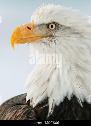 Porträt einer Weißkopfseeadler (lat. haliaeetus Leucocephalus). Alaska. USA Stockfoto