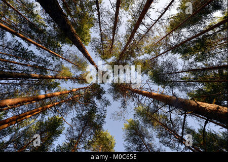 Eröffnung des blauen Himmel zwischen Pinien Äste im Wald Stockfoto