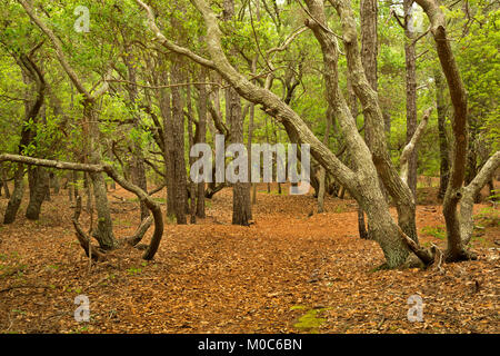 NC-01377-00... NORTH CAROLINA - Live Oak Bäume entlang der Strecke durch eine Eiche und Loblolly Pine Forest in die Currituck Banken Reserve auf die Outer Banks Stockfoto