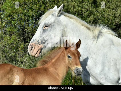 Portrait der weisse Camargue Pferd mit Fohlen im Parc Regional de Camargue - Provence, Frankreich, Stockfoto