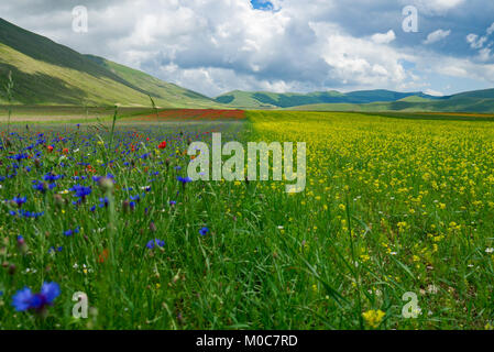 Tiefebene von Catelluccio mit Blumen bedeckt. Umbrien, Italien Stockfoto