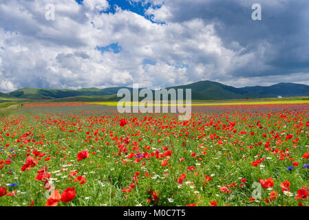 Tiefebene von Catelluccio mit Blumen bedeckt. Umbrien, Italien Stockfoto