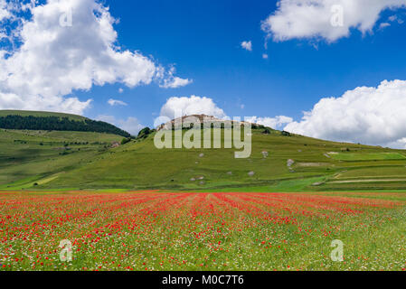 Tiefebene von Catelluccio mit Blumen bedeckt. Umbrien, Italien Stockfoto