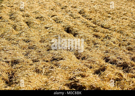 Stroh unter den Zeilen in einem Feld verstreut Stockfoto