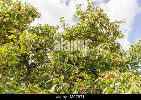 Ausgereifte Äpfel auf einem Apfelbaum Stockfoto