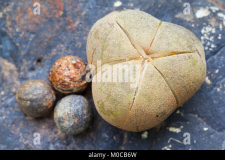 (Aleurites rockinghamensis Candlenut) reife Früchte und Samen. Cow Bay. Daintree National Park. Queensland. Australien. Stockfoto