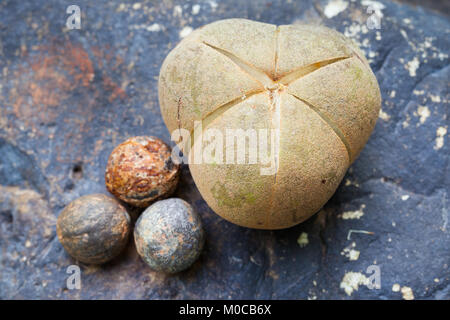 (Aleurites rockinghamensis Candlenut) reife Früchte und Samen. Cow Bay. Daintree National Park. Queensland. Australien. Stockfoto