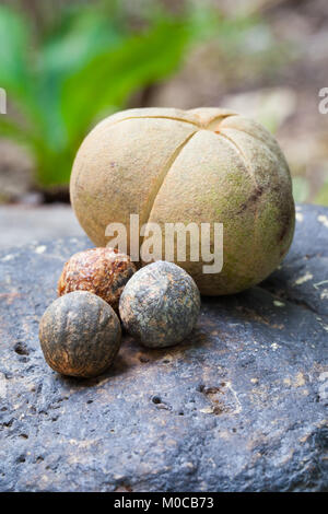 (Aleurites rockinghamensis Candlenut) reife Früchte und Samen. Januar 2018. Cow Bay. Daintree National Park. Queensland. Australien. Stockfoto