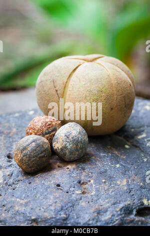 (Aleurites rockinghamensis Candlenut) reife Früchte und Samen. Januar 2018. Cow Bay. Daintree National Park. Queensland. Australien. Stockfoto