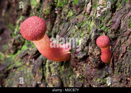 Shaggy Kappe (Bolletellus emodensis) Entwicklung von Pilzen aus dem Baumstamm. Cow Bay. Daintree National Park. Queensland. Australien. Stockfoto