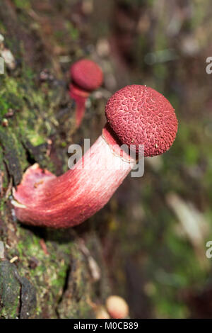 Shaggy Kappe (Bolletellus emodensis) Entwicklung von Pilzen aus dem Baumstamm. Cow Bay. Daintree National Park. Queensland. Australien. Stockfoto