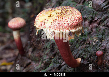 Shaggy Kappe (Bolletellus emodensis) Reifung Pilzen aus Baumstamm. Cow Bay. Daintree National Park. Queensland. Australien. Stockfoto