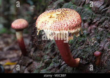 Shaggy Kappe (Bolletellus emodensis) Reifung Pilzen aus Baumstamm. Cow Bay. Daintree National Park. Queensland. Australien. Stockfoto