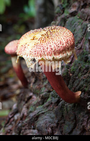 Shaggy Kappe (Bolletellus emodensis) Reifung Pilzen aus Baumstamm. Cow Bay. Daintree National Park. Queensland. Australien. Stockfoto