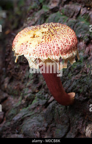 Shaggy Kappe (Bolletellus emodensis) Reifung Pilzen aus Baumstamm. Cow Bay. Daintree National Park. Queensland. Australien. Stockfoto