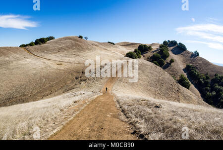 Einsamen männlichen erwachsenen Wanderer bergauf wandern, Highland Ridge Trail, Morgan Gebiet Regional Park. Eiche gepunktete Hügeln von Golden grass, Kalifornien, sonnig, fallen. Stockfoto