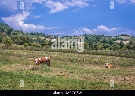 Kühe auf einer Weide in Zlatibor bergige Region im westlichen Teil von Serbien Stockfoto