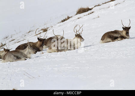 Rentier liegen auf dem Hang eines schneebedeckten Hügel in der Tundra an einem Wintertag Stockfoto