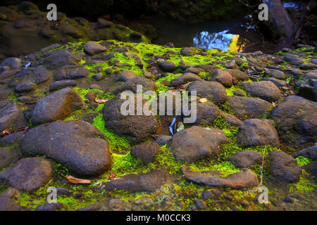 Moos wächst zwischen den Felsen Stockfoto