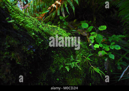 In der Nähe der Rinde bedeckt mit Moos, Waitakere Ranges Stockfoto