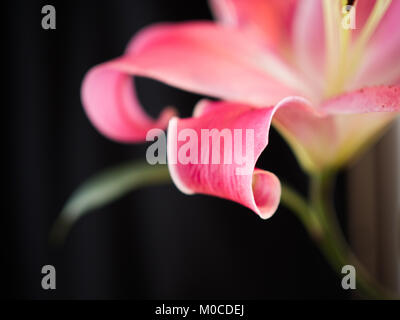 Abstrakte Blume Fotografie rosa Lilie Stockfoto