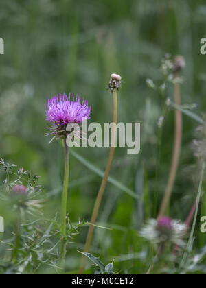 Violett Rhaponticum, Mehrjährige krautige Pflanze in der grünen Wiese Stockfoto