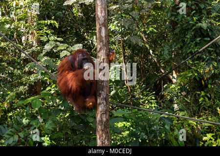 Ein Orang-Utan-Weibchen sitzt auf einem Seil in der Nähe von einem Baum und Essen eine Kokosnuss Stockfoto