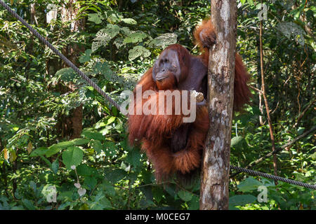 Weibliche Orang-utan sitzt auf einem Seil in der Nähe von einem Baum und schaut weg Stockfoto