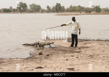 Ein Mann das Füttern einer afrikanischen Krokodil (crocodylus succhus) mit einem Huhn als Köder, Bazoulé, Burkina Faso. Stockfoto