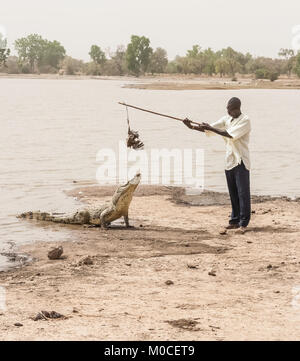 Ein Mann das Füttern einer afrikanischen Krokodil (crocodylus succhus) mit einem Huhn als Köder, Bazoulé, Burkina Faso. Stockfoto