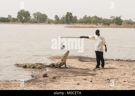 Ein Mann das Füttern einer afrikanischen Krokodil (crocodylus succhus) mit einem Huhn als Köder, Bazoulé, Burkina Faso. Stockfoto