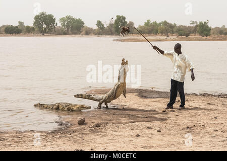 Ein Mann das Füttern einer afrikanischen Krokodil (crocodylus succhus) mit einem Huhn als Köder, Bazoulé, Burkina Faso. Stockfoto