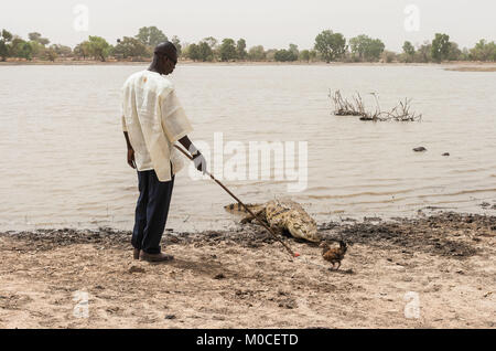 Ein Mann das Füttern einer afrikanischen Krokodil (crocodylus succhus) mit einem Huhn als Köder, Bazoulé, Burkina Faso. Stockfoto