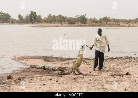 Ein Mann das Füttern einer afrikanischen Krokodil (crocodylus succhus) mit einem Huhn als Köder, Bazoulé, Burkina Faso. Stockfoto